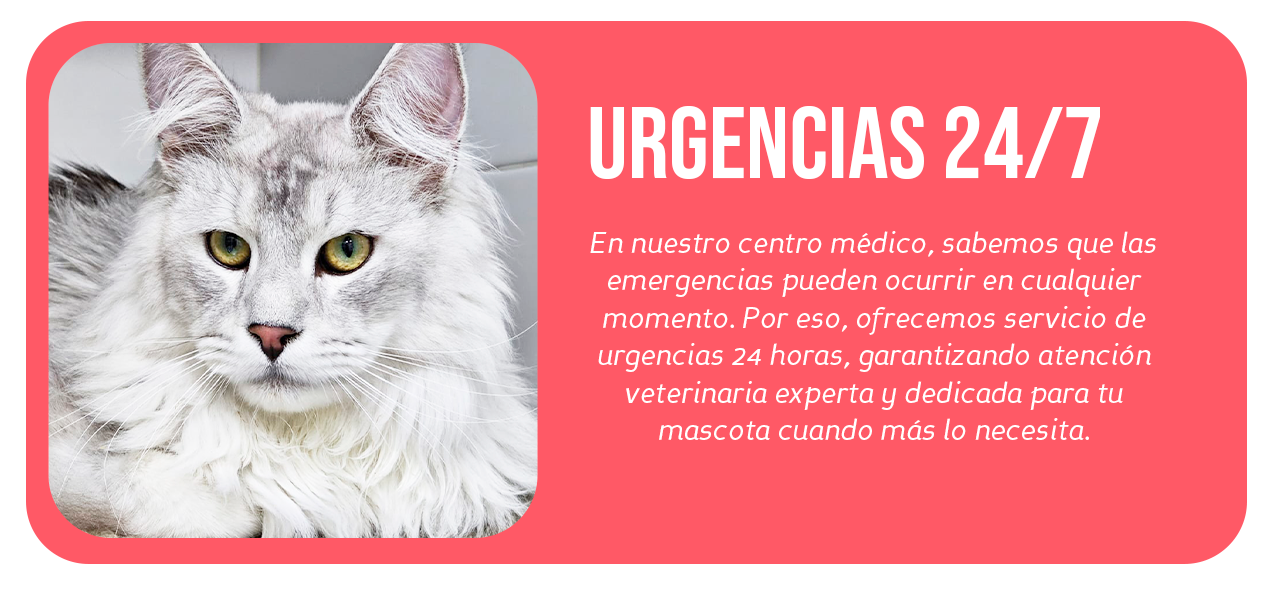 Urgencias-veterinarias-al-sur-de-bogota Urgencias-veterinarias-al-sur-de-bogota